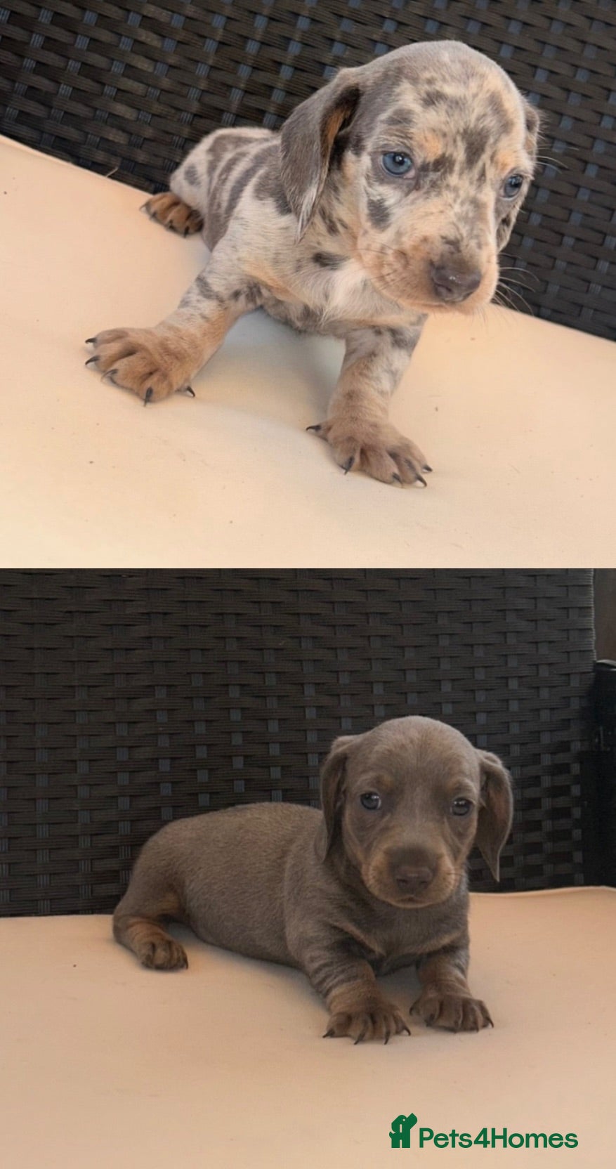 Miniature Dachshund dogs Miniature Dachshund Puppies  - Advert 1