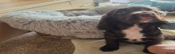 Cocker Spaniel dogs for sale: Rare coloured working type cocker spaniels! - Advert 4