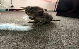 Mixed Breed cats for sale: 3 Beautiful Kittens  - Image 2