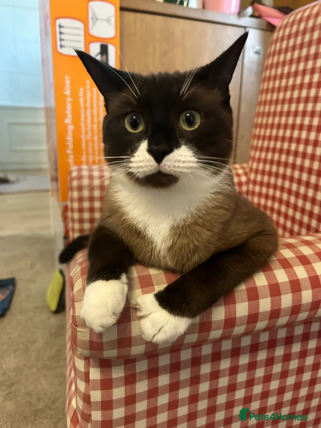 Snowshoe cats for sale: Mr Fox needs a new home! - Advert 2