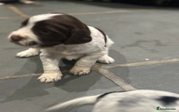 Sprocker dogs for sale: Beautiful sprockers  - Image 40