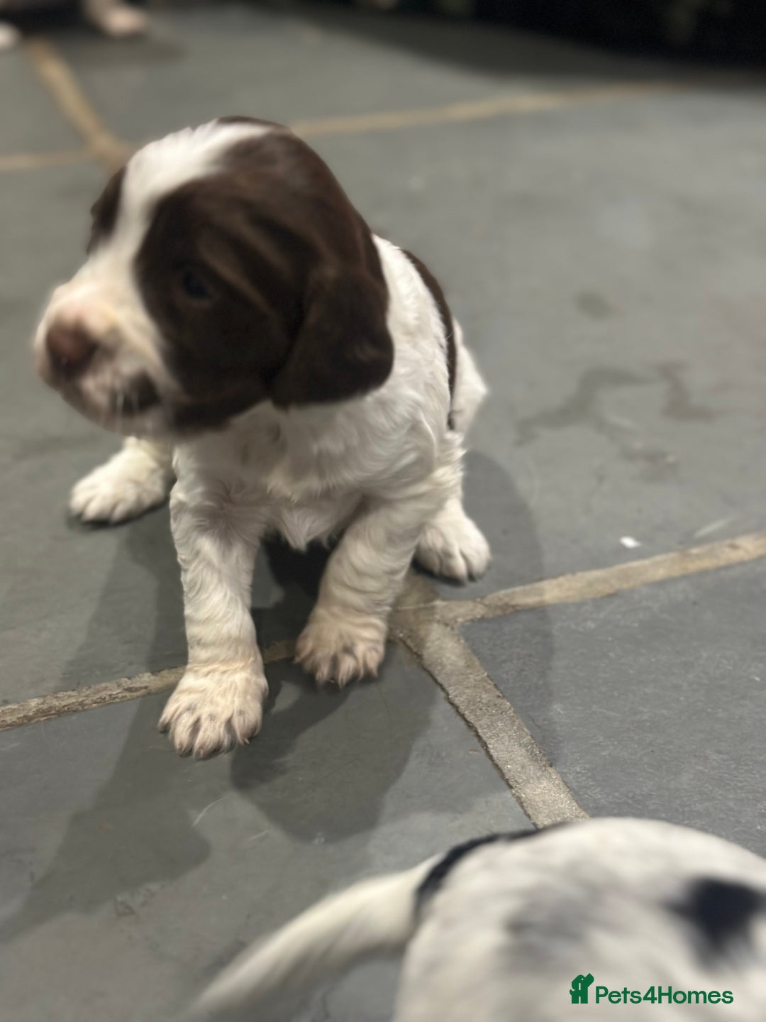 Sprocker dogs for sale: Beautiful sprockers  - Image 40