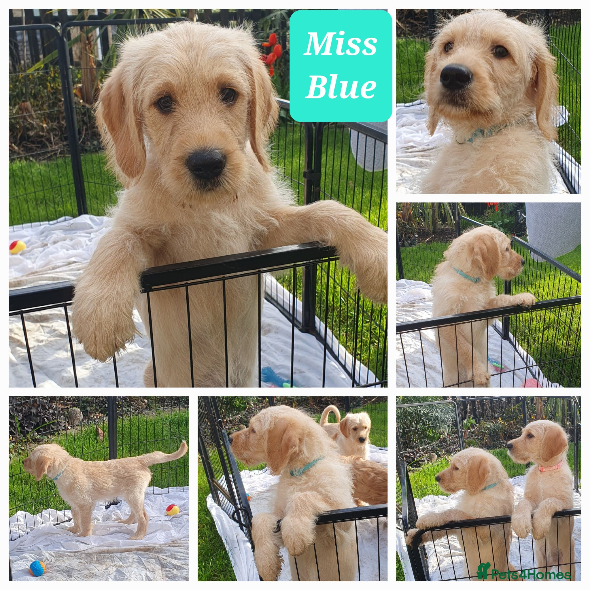 Double Doodle dogs Goldendoodle/Labradoodle  - Advert 1