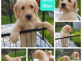 Double Doodle dogs Goldendoodle/Labradoodle - Advert 1