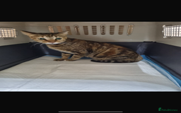 Arabian Mau cats for adoption: Gary boy  - Image 2