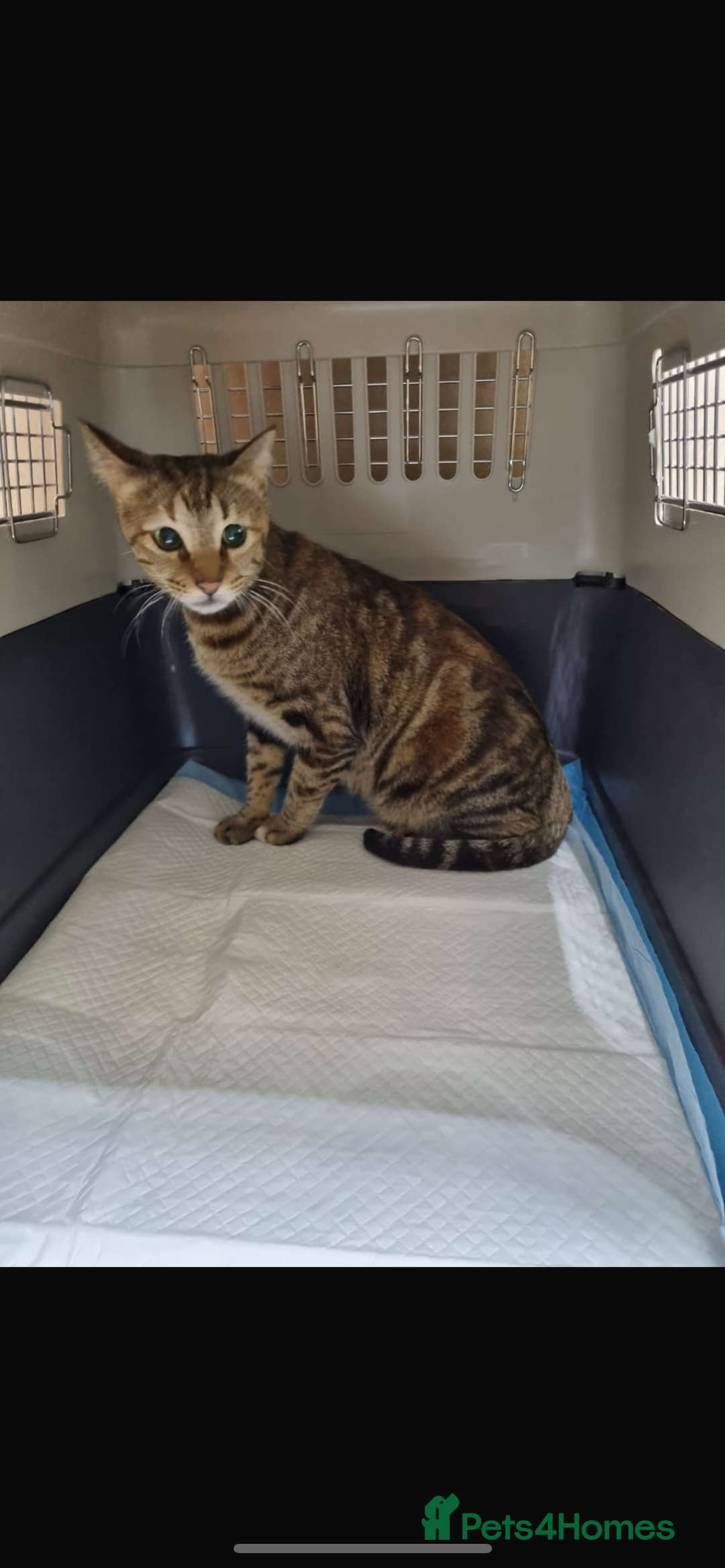 Arabian Mau cats for adoption: Gary boy  - Image 2