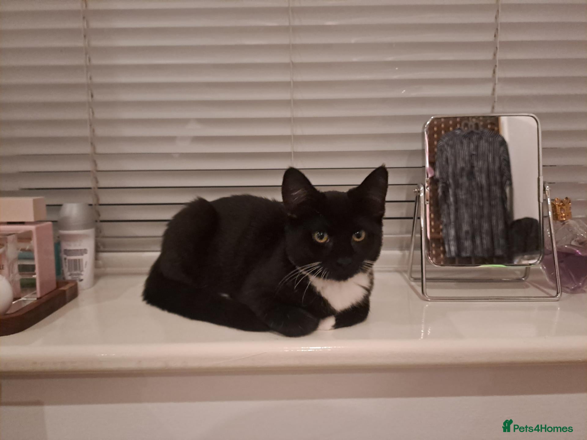 Mixed Breed cats Friendly, sweet kitten for sale - Advert 12