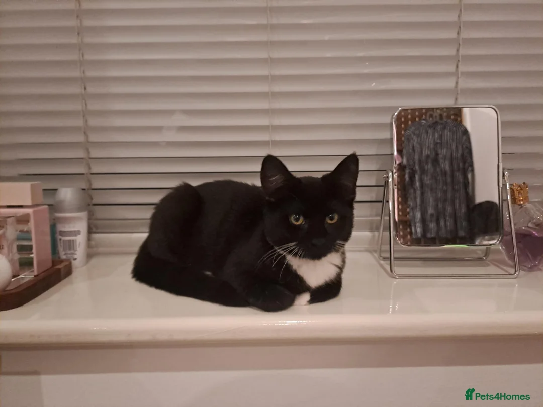 Mixed Breed cats for sale: Friendly, sweet kitten for sale - Advert 1