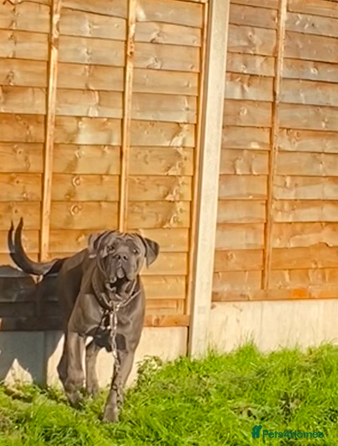 Cane Corso dogs for sale: Cane corso female  - Image 3