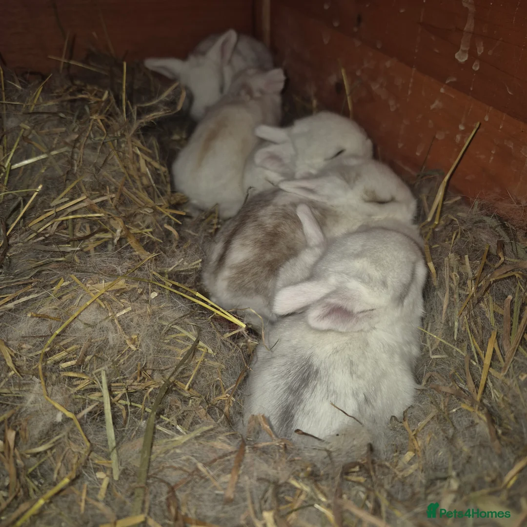 Mini Lop rabbits for sale: Gorgeous mini lop x Rhinelander kits ready April - Advert 9