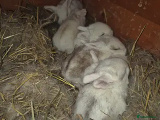 Mini Lop rabbits Gorgeous mini lop x Rhinelander kits ready April - Advert 1