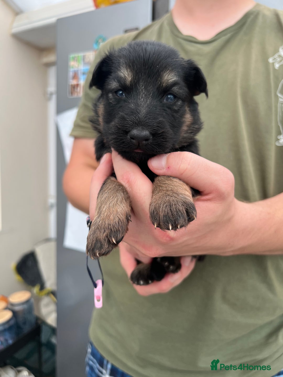 German Shepherd dogs for sale: KC FEMALE GSD PUPPIES - Image 7