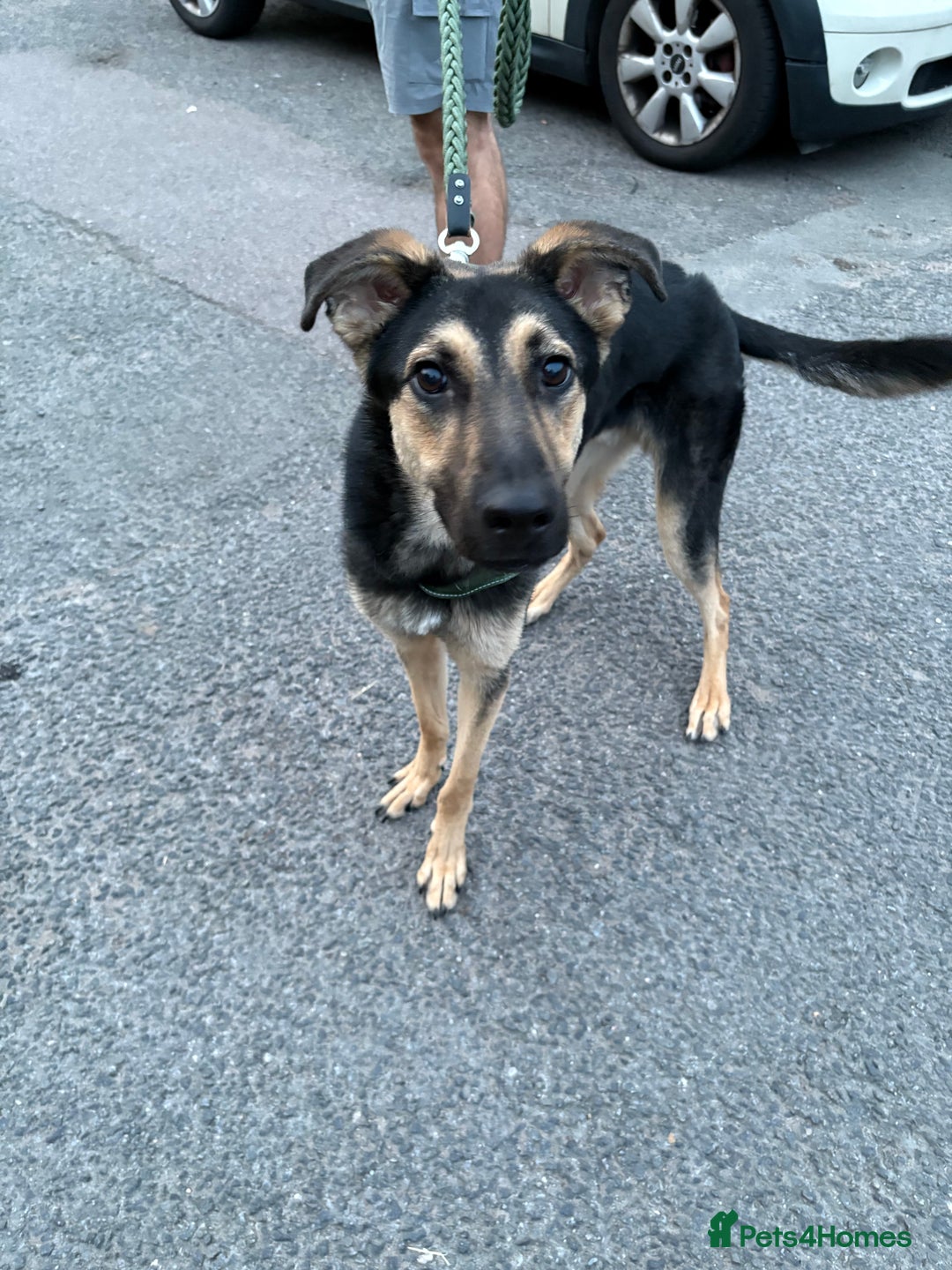 Mixed Breed dogs for sale: Male German Shepard Cross  - Advert 2