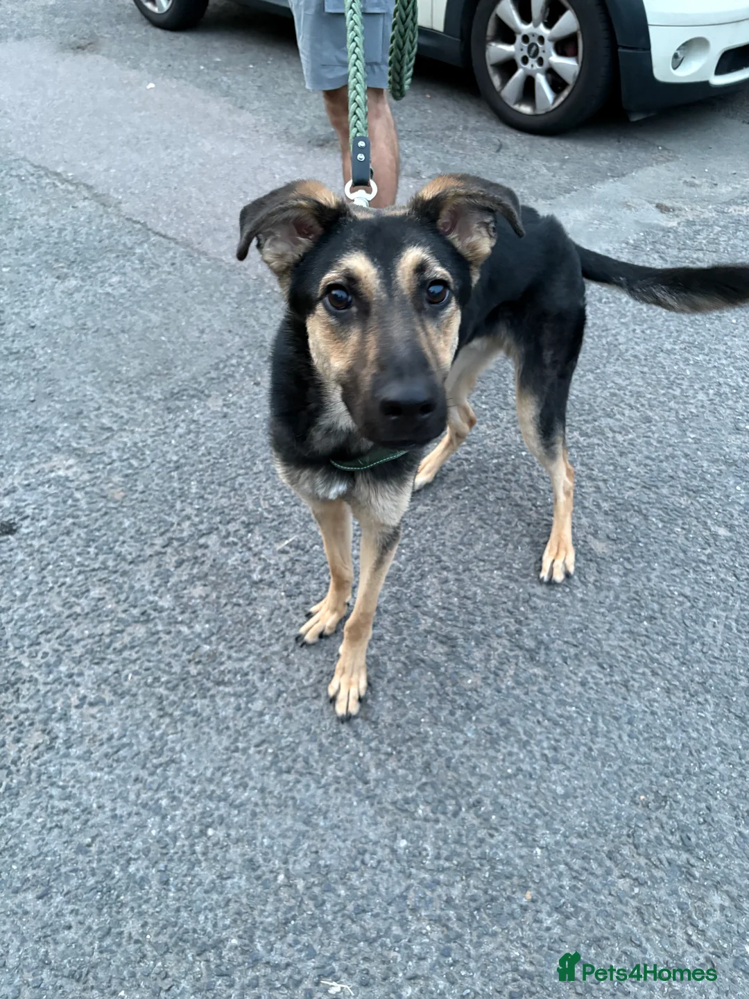 Mixed Breed dogs for sale: Male German Shepard Cross  - Advert 2