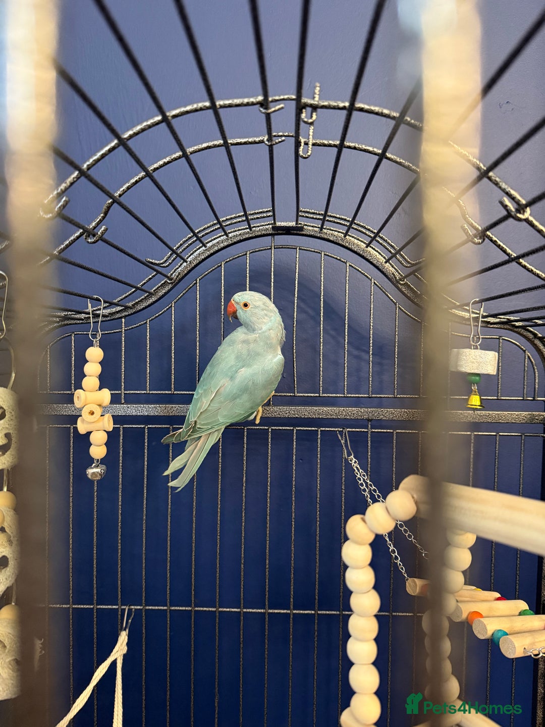 Ringnecks birds for sale: Blue male ringneck rehoming - Advert 4