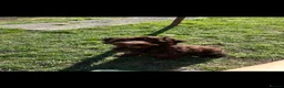 Mixed Breed dogs for stud: brown cockapoo for stud - Advert 5