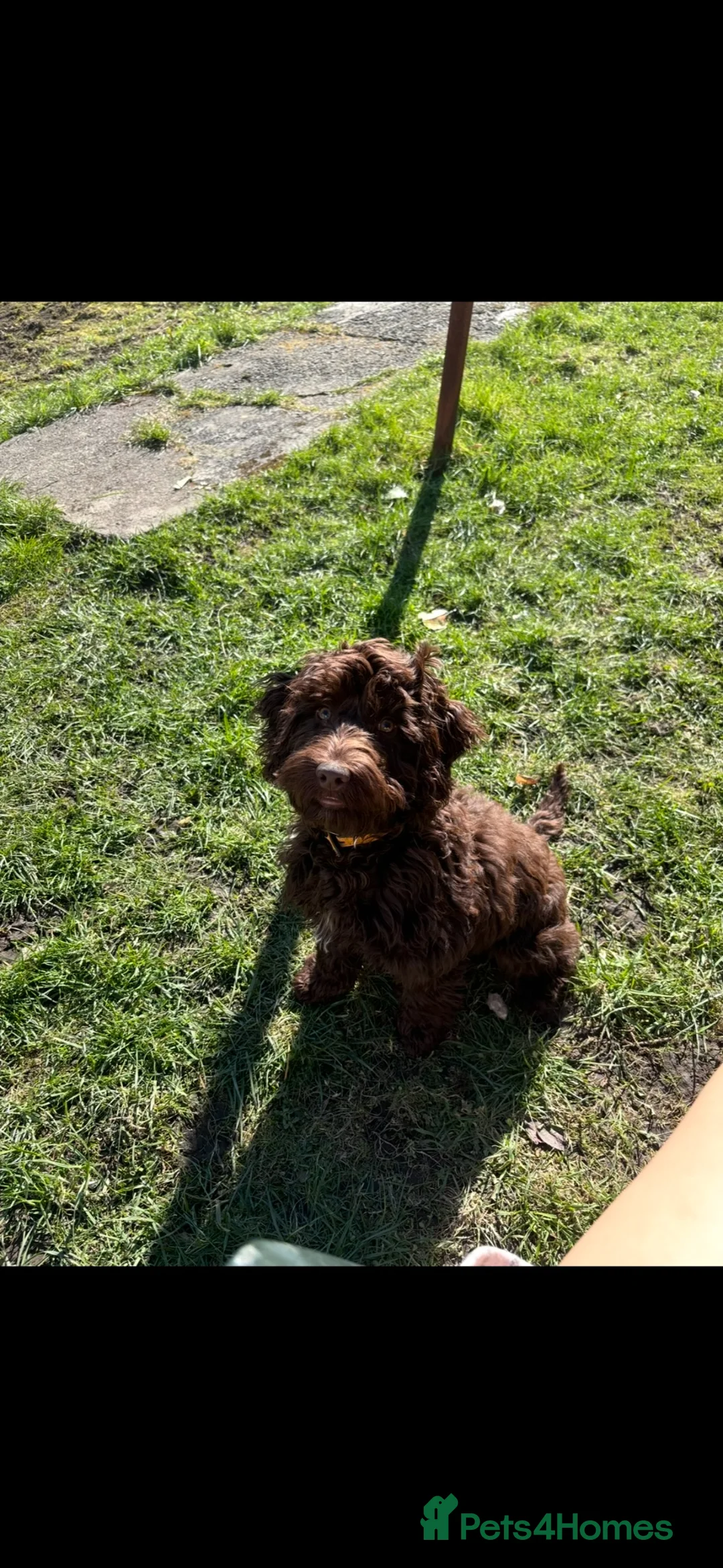 Mixed Breed dogs for stud: brown cockapoo for stud - Advert 5