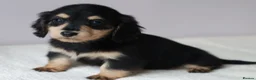 Miniature Dachshund dogs for sale: 5*Licensed+KCreg+PRAClear+Vetchecked+BLACK&CREAM - Advert 5