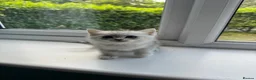 Mixed Breed cats for sale: Ragdoll cross kittens friends - Advert 5