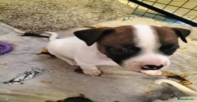 Mixed Breed dogs Cute litter of puppys - Advert 7