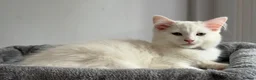 Mixed Breed cats for sale: Two cats for sale  - Advert 1