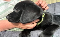 Springador dogs for sale: Last Springador Labrador Puppy ready now in Plymouth - Image 5