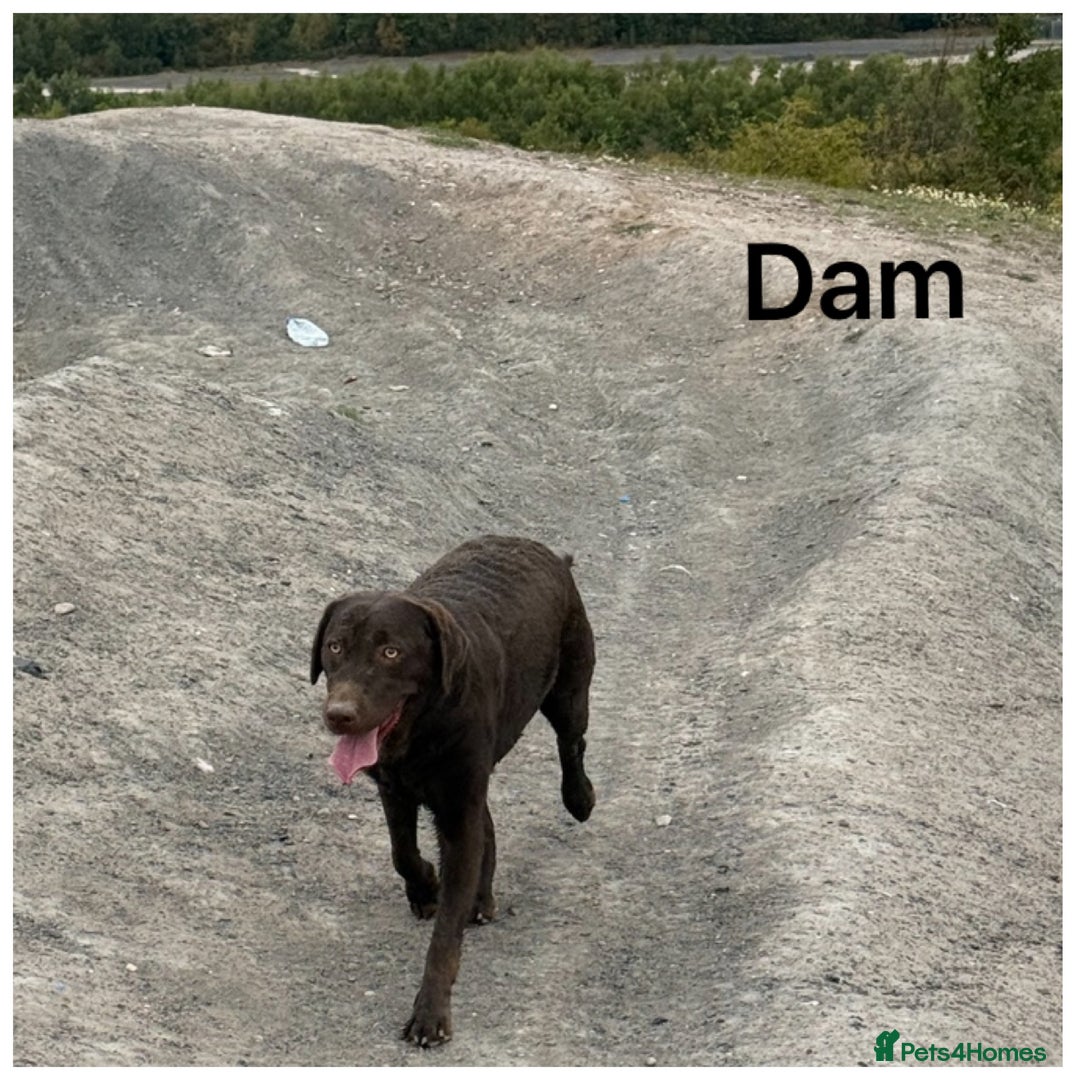 Labrador Retriever dogs for sale: Beautiful KC pups, health tested & superb lineage - Advert 8