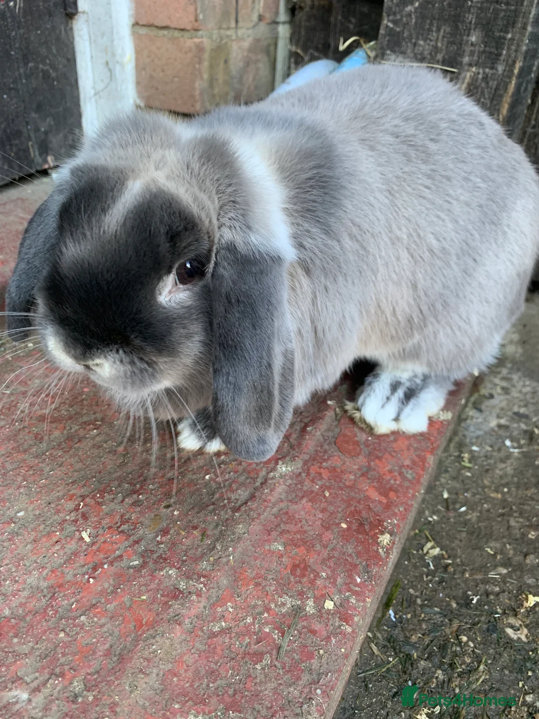 Mini Lop rabbits for sale: Adult Mini lops  - Advert 6
