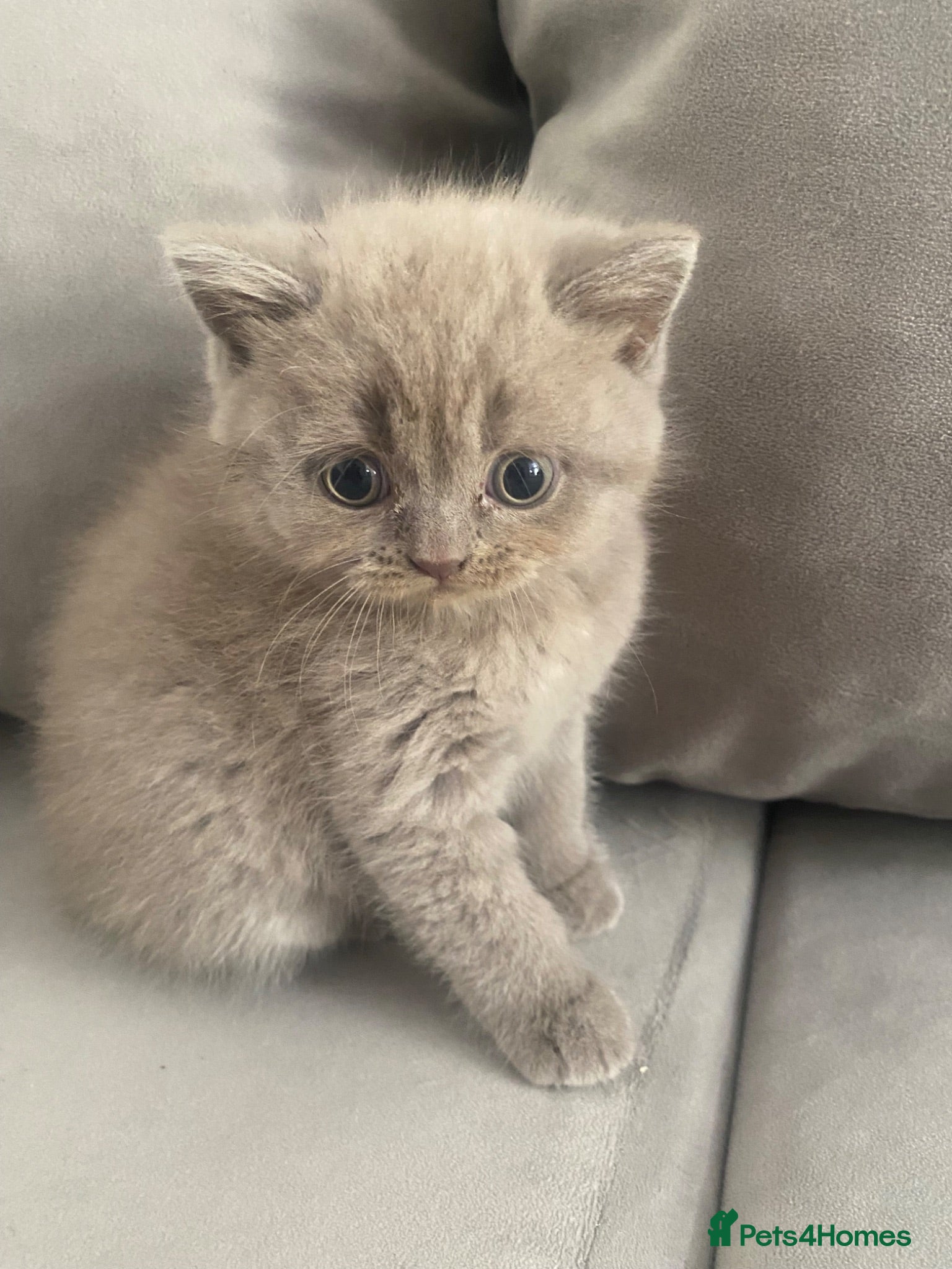 British Shorthair cats British short hair male Lilac - Advert 1