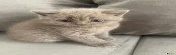 British Shorthair cats for sale: British short hair male Lilac - Advert 3