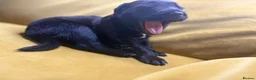 Mixed Breed dogs for sale: Border collie, german shepherd rottweilers - Advert 14