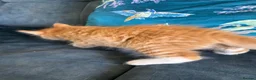 Mixed Breed cats for sale: 4 amazing coloured kittens - Advert 16