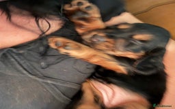 Cocker Spaniel dogs for sale: Working cocker spaniels  - Image 11