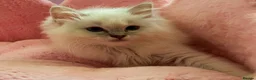 Ragdoll cats for sale: TICA Active Registered Ragdoll Kittens - Advert 17
