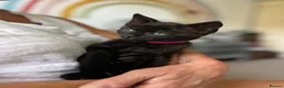 Mixed Breed cats for sale: Three kittens ready now in Torquay - Advert 29