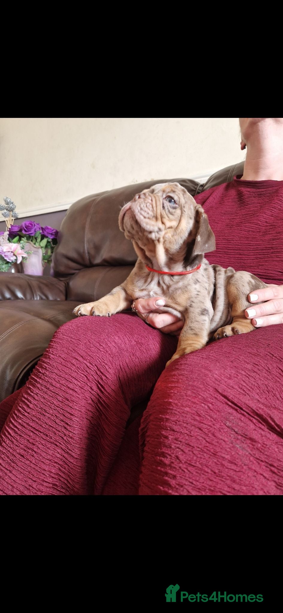 Olde English Bulldogge dogs Olde English Bulldoge litter of 8 - Advert 1