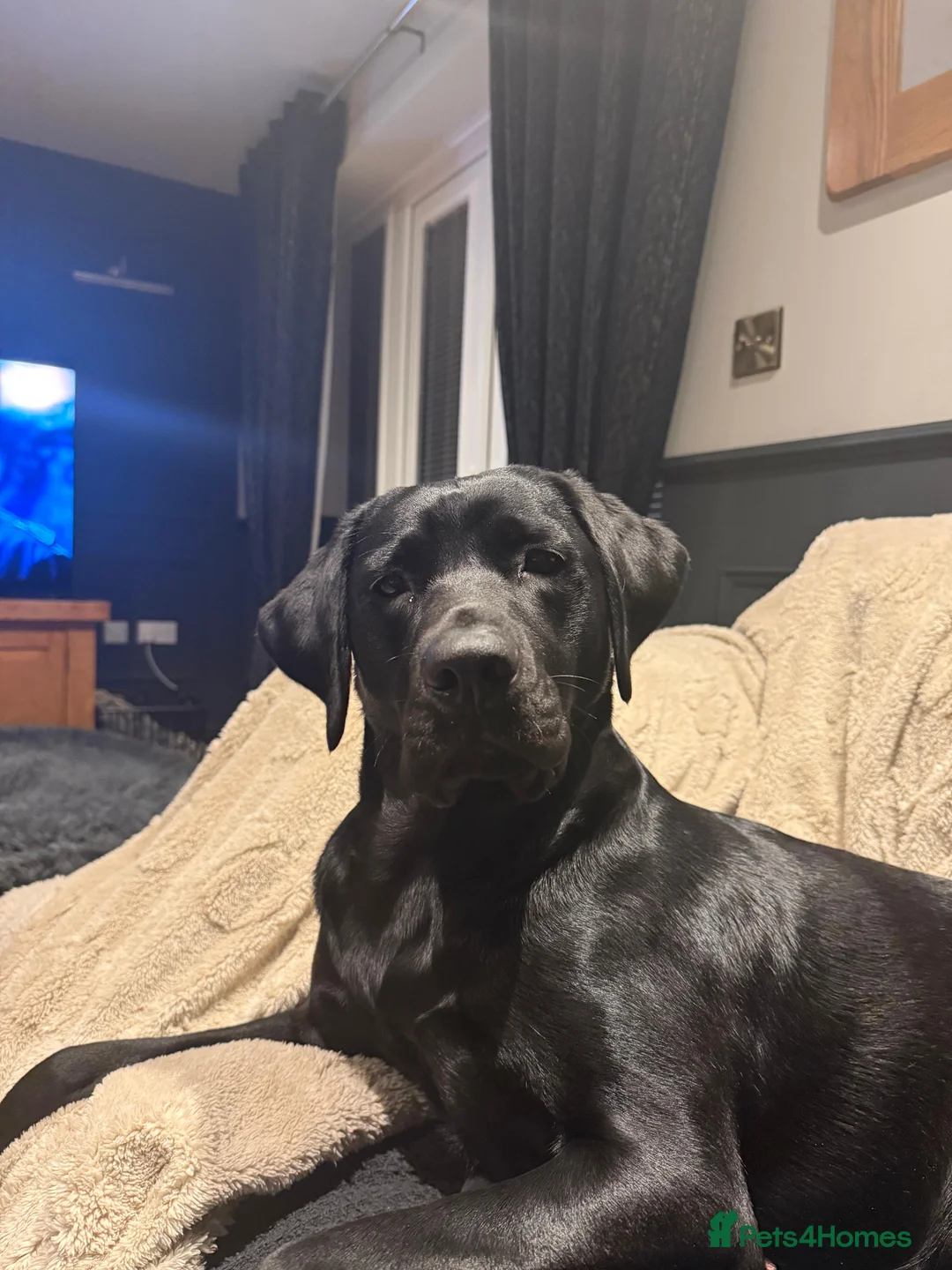 Labrador Retriever dogs for sale: Stunning Black Labrador Puppies - Due 25th March in Peterborough - Advert 2