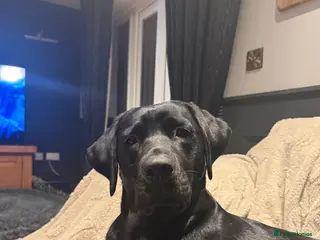 Labrador Retriever dogs Stunning Black Labrador Puppies - Due 25th March - Advert 1