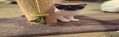 Mixed Breed Kitten 2
