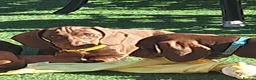 Dachshund dogs for sale: Beautiful Mini Dachshund Puppies - Advert 21