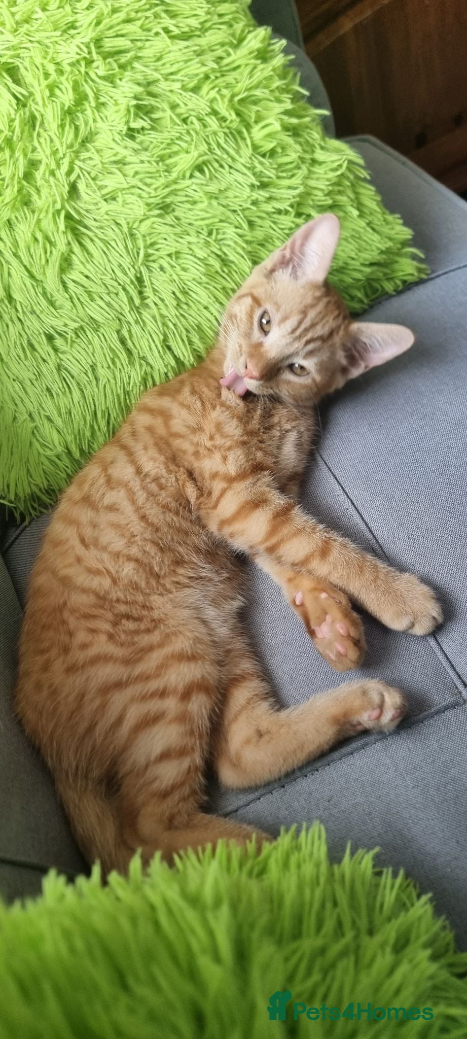 Mixed Breed cats Little Jimmy's story  - Advert 3