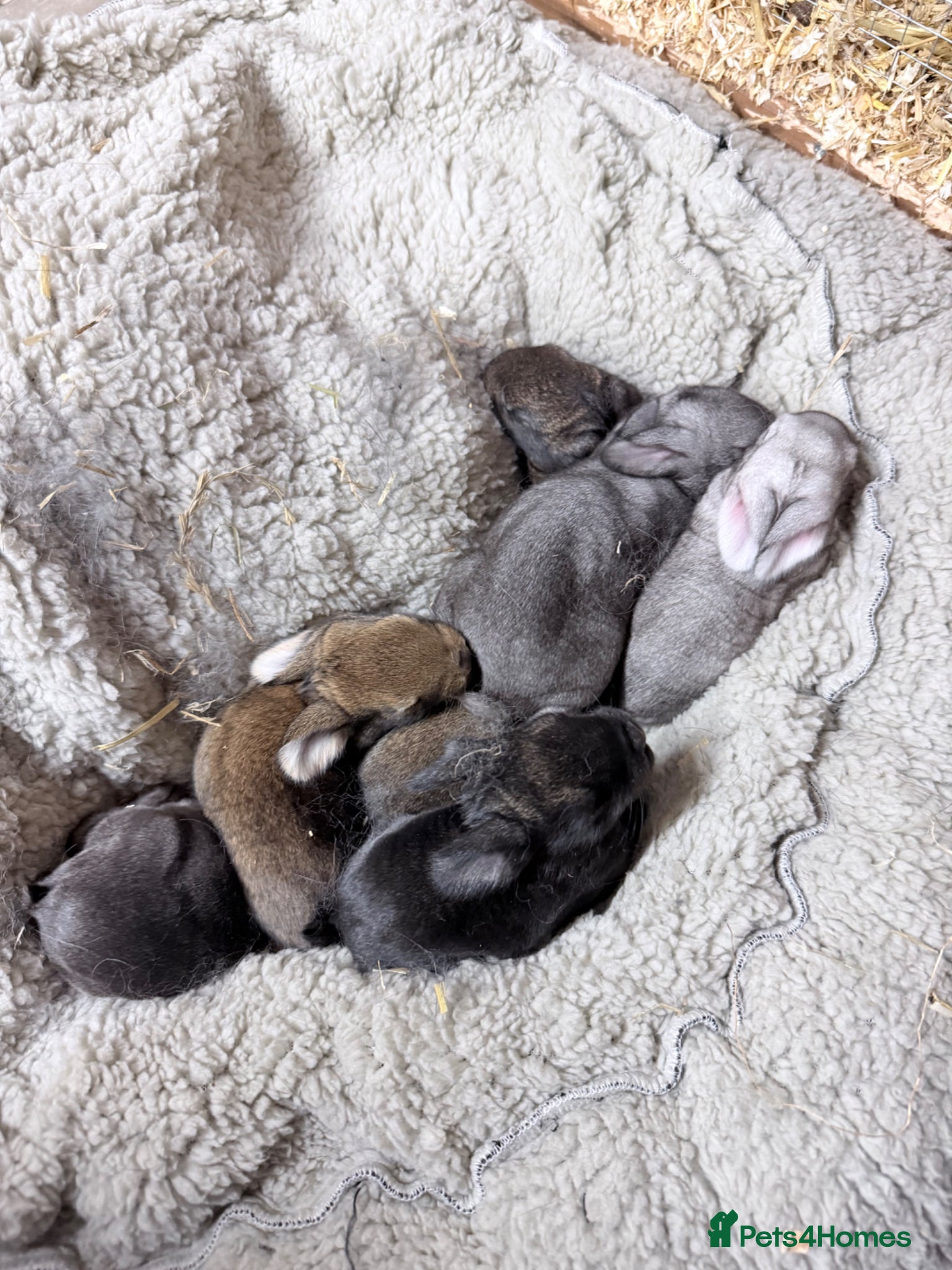 Mixed Breed rabbits 8 Baby Bunnies 🐰 - Advert 6