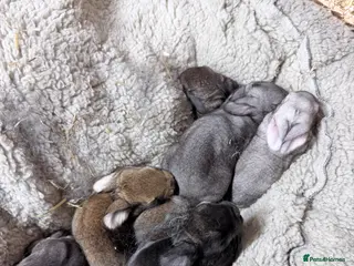 Mixed Breed rabbits 8 Baby Bunnies 🐰 - Advert 12