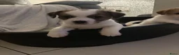 Mixed Breed dogs for sale: JACKTZU PUPS FOR SALE £450 - Advert 4