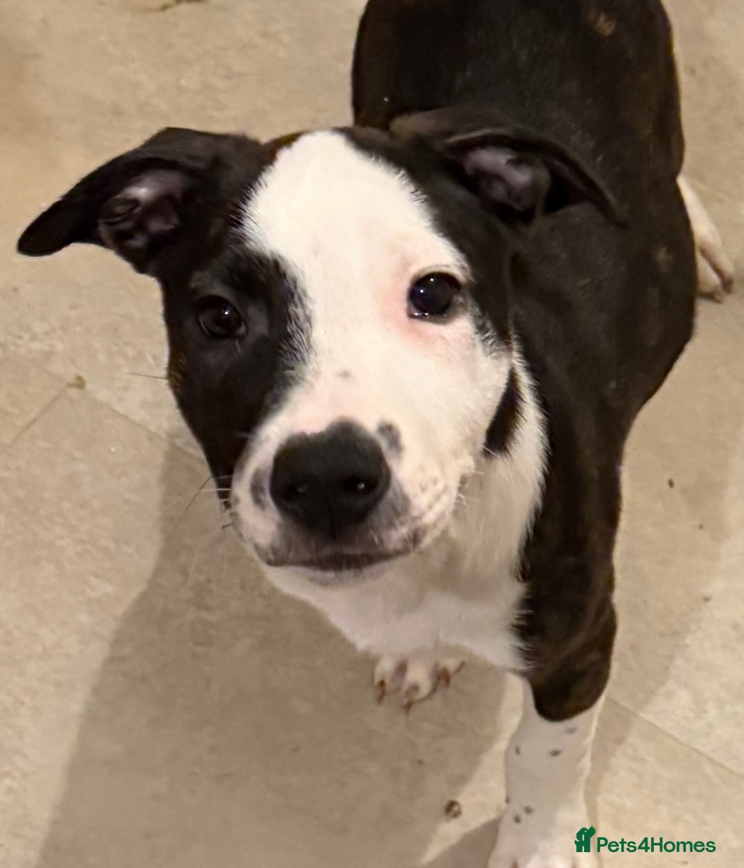 Staffordshire Bull Terrier dogs for sale: Male Staffordshire Bull Terrier Mix Puppies - Advert 5