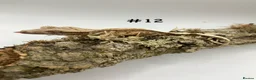 Gecko reptiles for sale: NEW Adult + Juvenile Crested Geckos + Lilly Whites - Advert 23