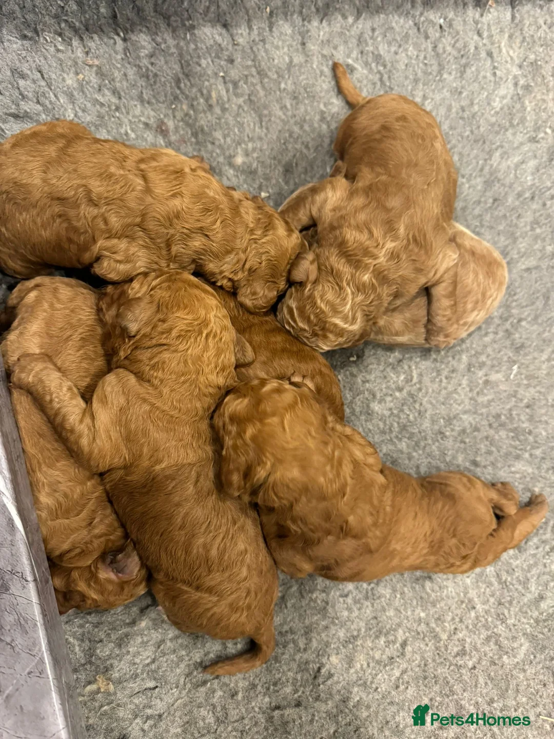 Goldendoodle dogs for stud: Goldendoodle Standard size (proven)  in Manchester - Advert 27