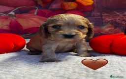Cocker Spaniel dogs for sale: Outstanding KC Show Cocker Spaniels - Image 12