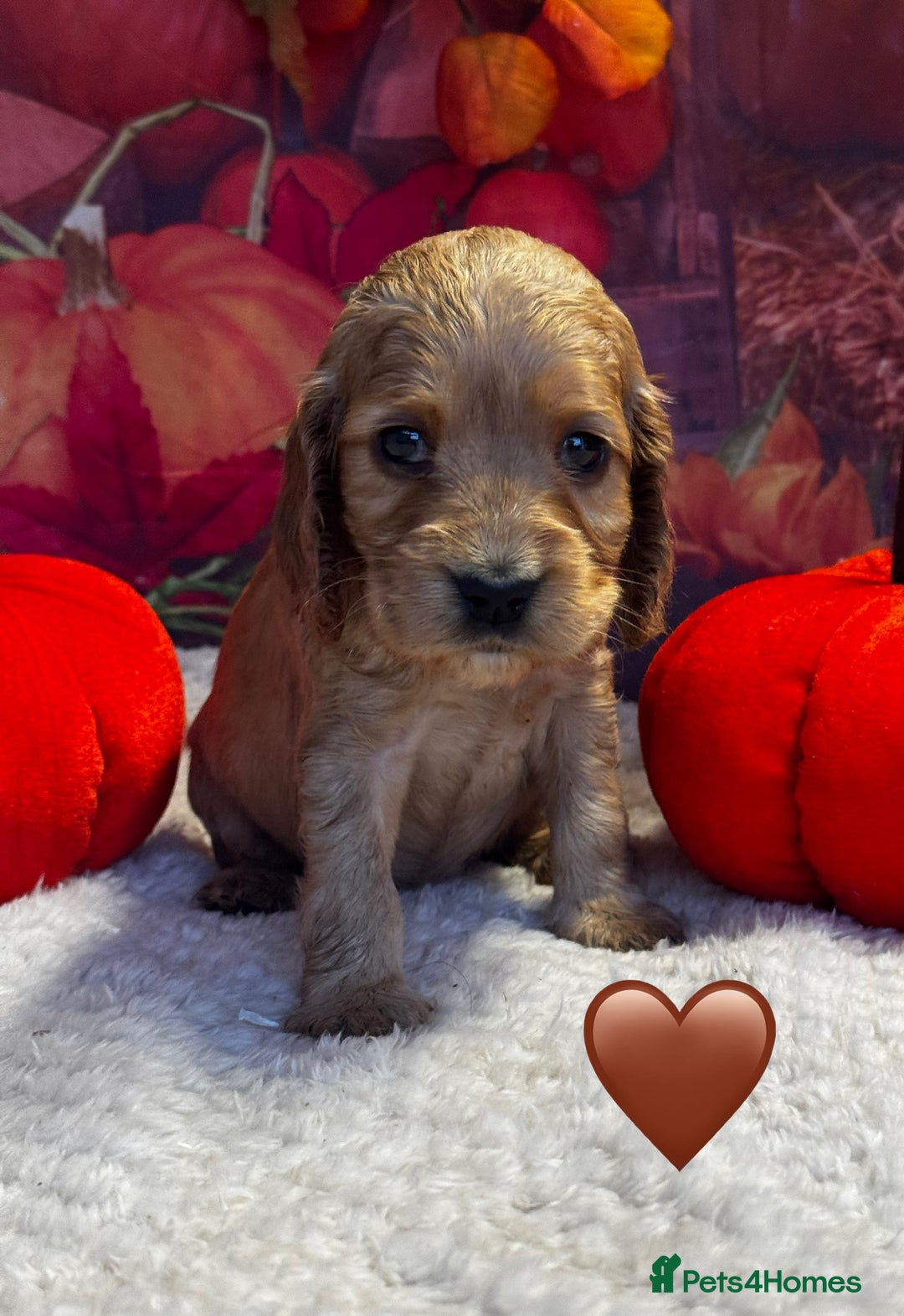 Cocker Spaniel dogs for sale: Outstanding KC Show Cocker Spaniels - Image 12