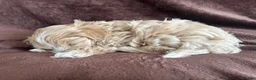 Maltipoo dogs for sale:  **  Korean male champagne and white Maltipoo in Worksop - Advert 9